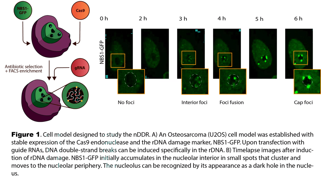 Nucleolar Stress and Disease Biology Diagrams