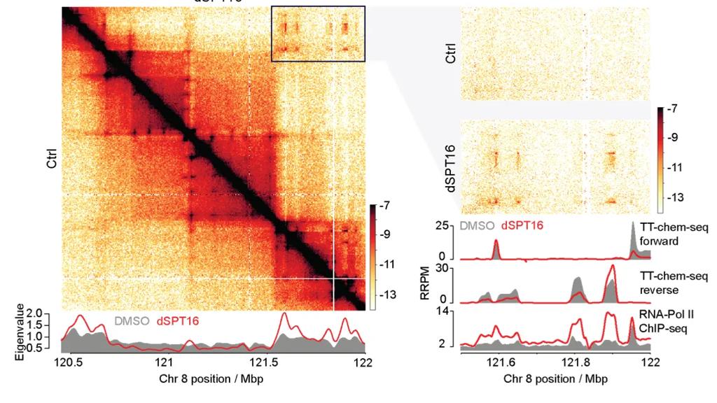 A Micro-C interaction heatmap comparing 3D chromatin structure in normal (Ctrl) vs. FACT-depleted (dSPT16) cells. Highlighted are heatmap patterns that indicate regions of chromatin coalescence in FACT-depleted cells. How these align to regions of gene expression is also shown (bottom right)