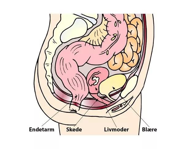 Illustration af kvindens underliv