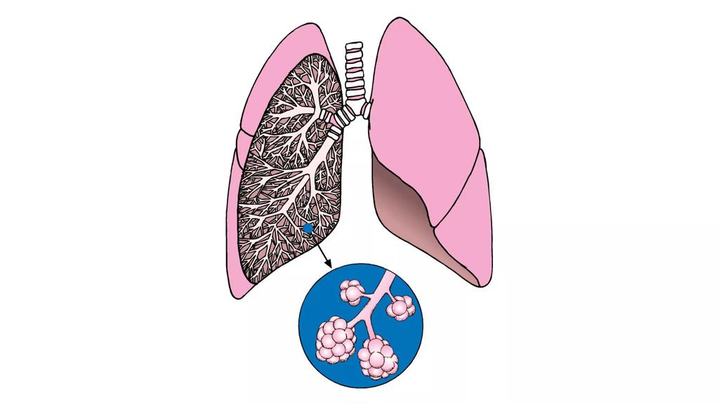 Luftrøret forgrener sig ud i mindre luftrør, som har omkring en milliard små hulrum, kaldet alveoler. 