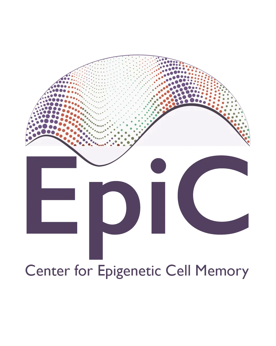 T:​  The logo for the Center for Epigenetic Cell Memory (EpiC) designed by Juliette Ferrand. It shows an elegant wave made of coloured dots over ‘EpiC’ - evoking the dynamic nature of epigenetic landscapes and their change across cell divisions & lifespan