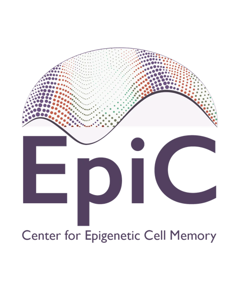 The logo for the Center for Epigenetic Cell Memory (EpiC) designed by Juliette Ferrand