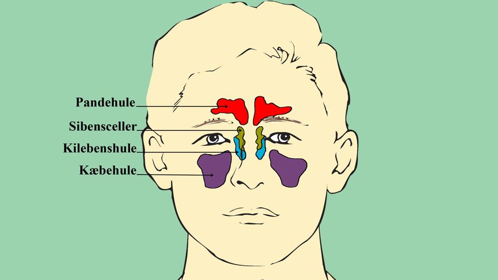 Illustration, bihulerne set forfra