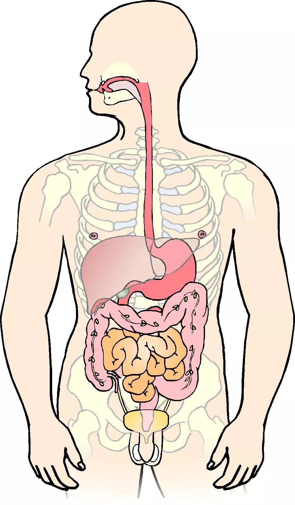 Illustration af en krop, hvor mavesæk og tarme er fremhævet.