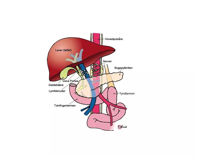 Illustration af bugspytkirtlens placering samt hvilke organer det er forbundet med.