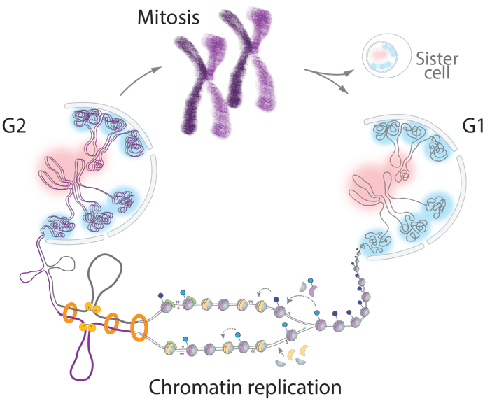 Schematic diagram illustrating the different dynamic structures of chromatin during cell division.