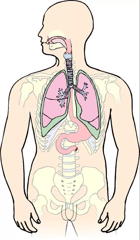 Grafik, der viser, hvor lungerne sidder i kroppen