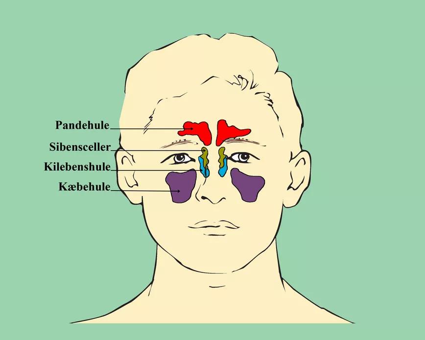 Illustration af bihulerne forfra