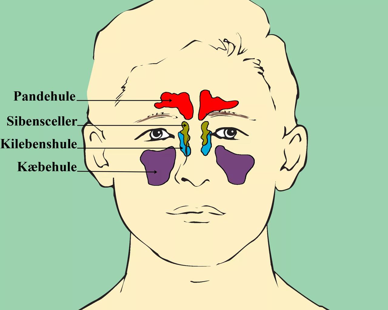 Illustration, bihulerne set forfra